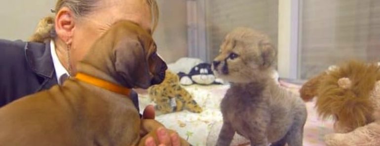 Este perro conoció una chita eran bebés. Dos años después, siguen siendo mejores amigos