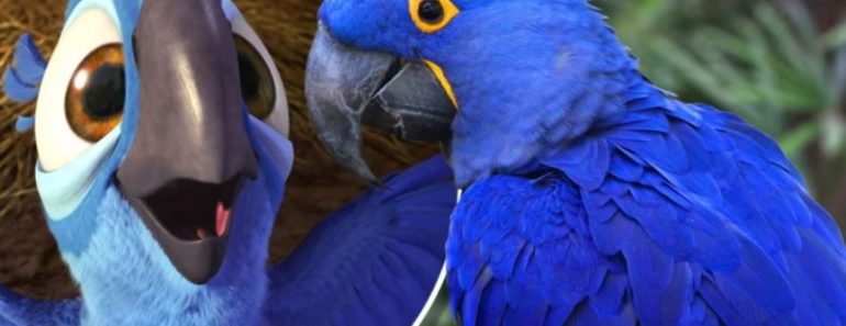 Acaba de nacer un guacamayo azul y eso da esperanza de salvar a su especie de la extinción