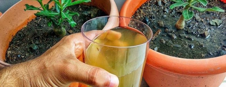 Aplica Esto a tus PLANTAS y VIVIRAN ETERNAMENTE ►Fertilizante Liquido Casero